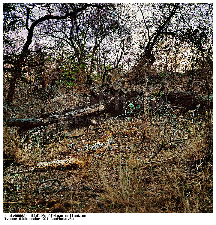 ������, ����������� ��������, �����������, ����������� ������, �������� � �������, ������ � ��������, ������� ������, �������, �����, ����, �������, �������, ��������������, �����, ���������, ���, ��������, ��������, �������������, �������������, �����, �����, �������, XYZ, �������, Felidae, �������, ����, �������, Panthera pardus