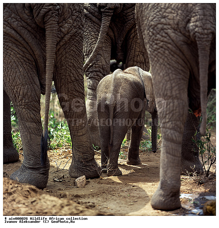 ������, ����������� ��������, �����������, ����������� ������, �������� � �������, ������ � ��������, �����, ����, �������, �������, ��������������, �����, ������������ ���� ����� �������, ��������, ��������, ��������, �������������, �������������, �����, �����, XYZ, ��������, Proboscidea, �������� ����, Loxodonta africana, Elephas africanus