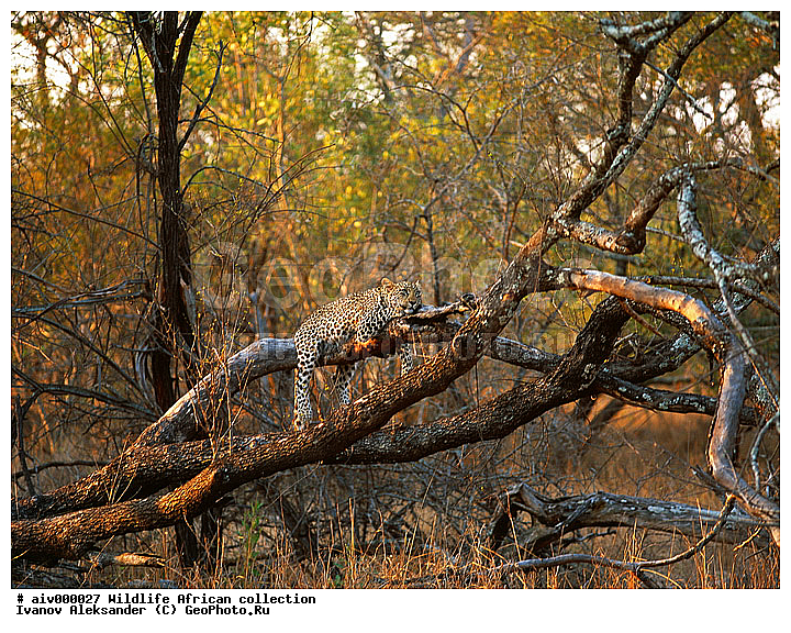 ������, ����������� ��������, �����������, ����������� ������, �������� � �������, ������ � ��������, ������� ������, �������, �����, ������, ������, ����, �������, �������, ��������������, �����, ���������, ���, ��������, ��������, �������������, �������������, �����, �����, �������, XYZ, �������, Felidae, �������, ����, �������, Panthera pardus