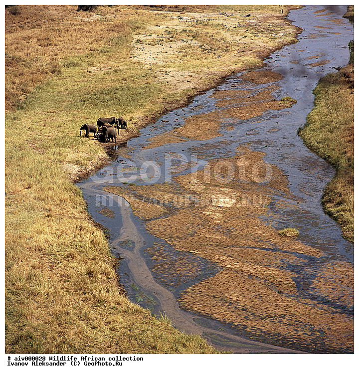 ������, ����������� ��������, �����������, ����������� ������, �������� � �������, ������ � ��������, ������� ������, �������, �����, ����, �������, �������, ��������������, �����, ������������ ���� ���������, ��������, ��������, ��������, �������������, �������������, �����, �����, XYZ, ��������, Proboscidea, �������� ����, Loxodonta africana, Elephas africanus