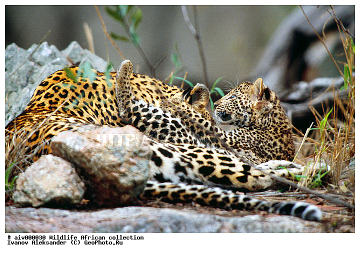 ������, ����������� ��������, �����������, ����������� ������, �������� � �������, ������ � ��������, �����, ������, ������, ����, �������, �������, ��������������, �����, ���������, ���, ��������, ��������, �������������, �������������, �����, �����, �������, XYZ, �������, Felidae, �������, ����, �������, Panthera pardus