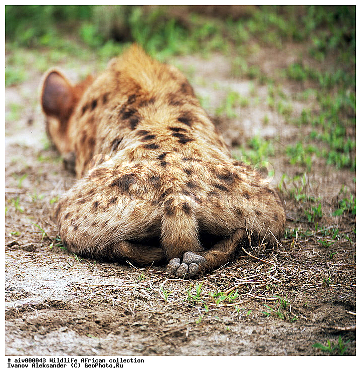 ������, ����������� ��������, �����������, ����������� ������, �������� � �������, ������ � ��������, �����, ������, ������, ����, �������, �������, ��������������, �����, Hyaena crocuta, Canis crocuta, Hyaena crocuta, Canis crocuta, �����, ��������, ��������, ��������, �������������, �������������, �����, �����, �������, ������, XYZ, �����, ��������, Hyaenidae, ��������� �����, Crocuta crocuta, Hyaena crocuta, Canis crocuta, �����, ��������, ��������, ��������, �������������, �������������, �����, �����, �������, ������, XYZ, �����, ��������, Hyaenidae, ��������� �����, Crocuta crocuta, Hyaena crocuta, Canis crocuta, ��������, ��������