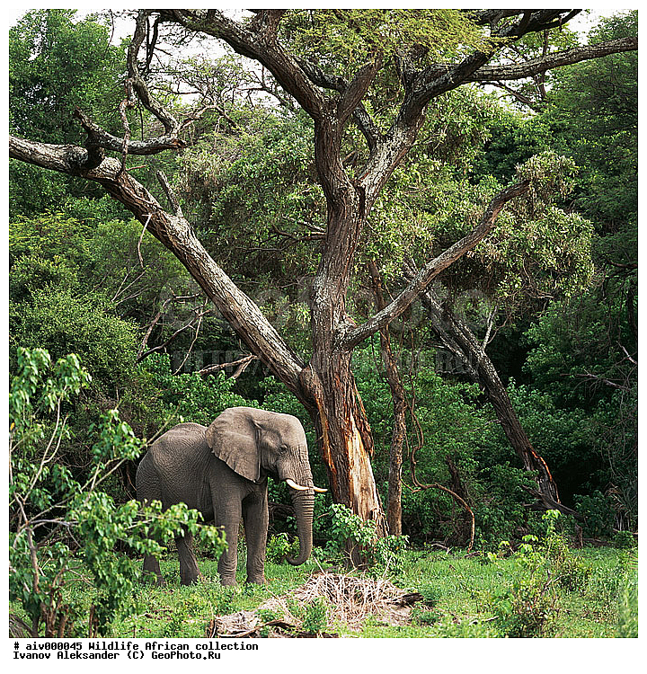 ������, ����������� ��������, �����������, ����������� ������, �������� � �������, ������ � ��������, ������� ������, �������, �����, ����, �������, �������, ��������������, �����, �����, ��������, ��������, ��������, �������������, �������������, �����, �����, XYZ, ��������, Proboscidea, �������� ����, Loxodonta africana, Elephas africanus, ��������, Elephantidae