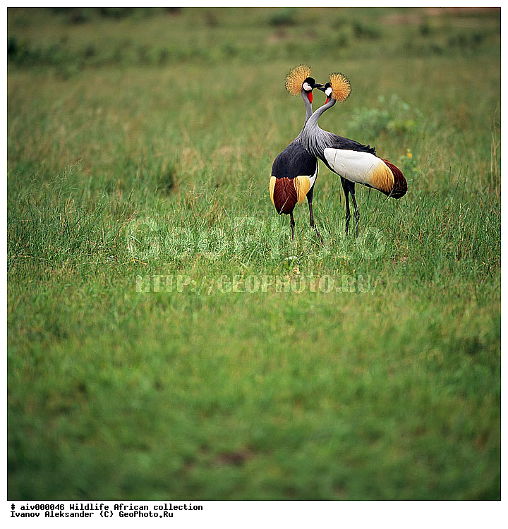 ������, ����������� ��������, �����������, ����������� ������, �������� � �������, ������ � ��������, �����, ����, �������, �������, ��������������, �����, ������������ ���� ������, ��������, ��������, ��������, �����, �����, ��������, �����������, XYZ, ����������, Gruidae, ��������� ����������� �������, Balearica regulorum