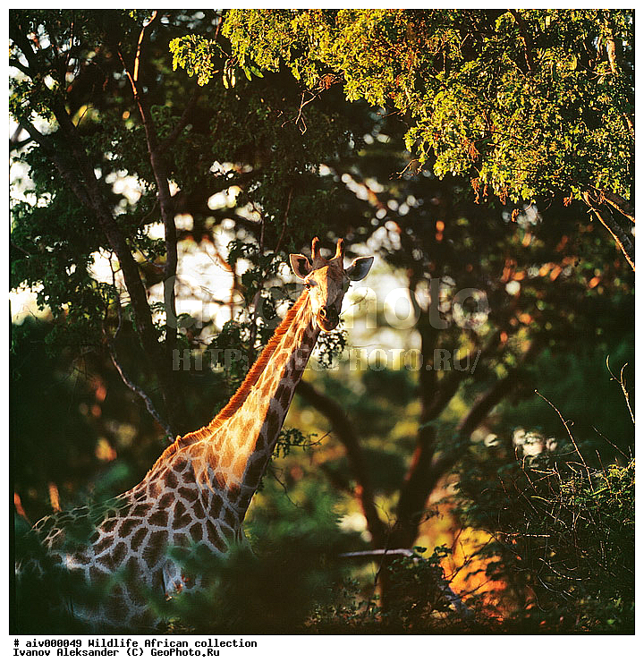 ������, ����������� ��������, �����������, ����������� ������, �������� � �������, ������ � ��������, �����, ����, �������, �������, ��������������, �����, �����, ��������, ��������, ��������, �������������, �������������, �����, �����, XYZ, ���������, Giraffidae, �����, Giraffa camelopardalis