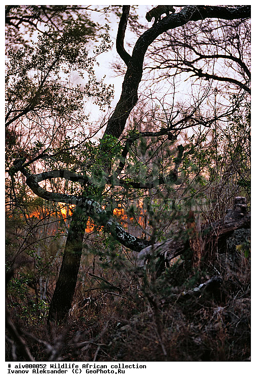 ������, ����������� ��������, �����������, ����������� ������, �������� � �������, ������ � ��������, ������� ������, �������, �����, ����, �������, �������, ��������������, �����, ���������, ���, ��������, ��������, �������������, �������������, �����, �����, �������, XYZ, �������, Felidae, �������, ����, �������, Panthera pardus