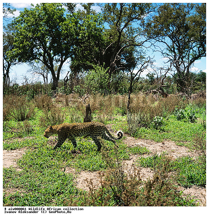 ������, ����������� ��������, �����������, ����������� ������, �������� � �������, ������ � ��������, ������� ������, �������, �����, ������, ������, ����, �������, �������, ��������������, �����, �����, ��������, ��������, ��������, �������������, �������������, �����, �����, �������, XYZ, �������, Felidae, �������, ����, �������, Panthera pardus