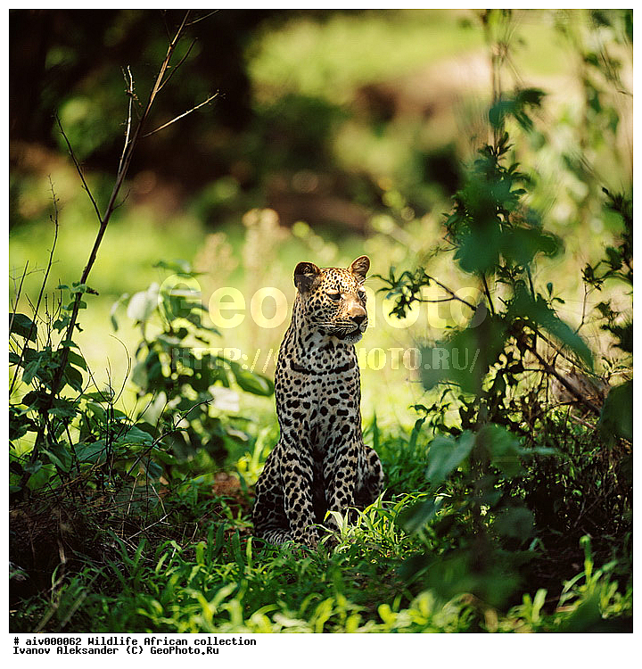 ������, ����������� ��������, �����������, ����������� ������, �������� � �������, ������ � ��������, �����, ������, ������, ����, �������, �������, ��������������, �����, �����, ��������, ��������, ��������, �������������, �������������, �����, �����, �������, XYZ, �������, Felidae, �������, ����, �������, Panthera pardus