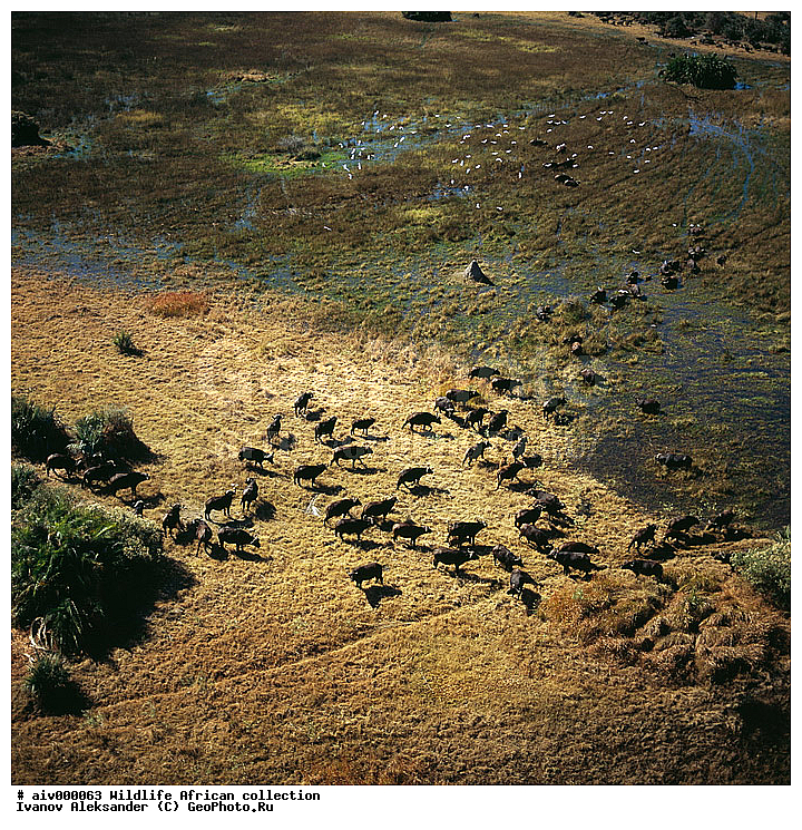 ������, ����������� ��������, �����������, ����������� ������, �������� � �������, ������ � ��������, ������� ������, �������, �����, ����, �������, �������, ��������������, �����, ������ ��������, ��������, ��������, ��������, �������������, �������������, �����, �����, XYZ, ���������, Bovidae, ����������� ������, ׸���� ������, Syncerus caffer