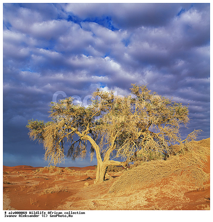 ������, ����������� ��������, �����������, ����������� ������, �������� � �������, ������ � ��������, ������� ������, �������, �����, ����, �������, �������, ��������������, �����