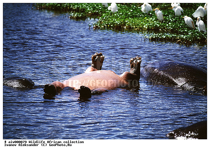 ������, ����������� ��������, �����������, ����������� ������, �������� � �������, ������ � ��������, �����, ����, �������, �������, ��������������, �����, ����������, ��������, ��������, ��������, �������������, �������������, �����, �����, XYZ, �����������, Hippopotamidae, ������������ �������, ����������, Hippopotamus amphibius