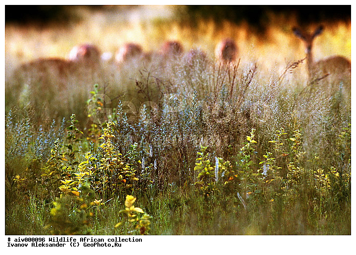 ������, ����������� ��������, �����������, ����������� ������, �������� � �������, ������ � ��������, ������� ������, �������, �����, ����, �������, �������, ��������������, �����