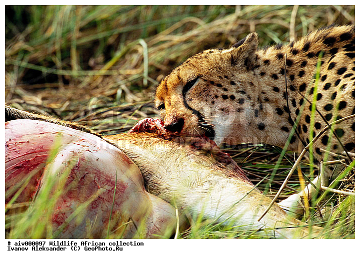 ������, ����������� ��������, �����������, ����������� ������, �������� � �������, ������ � ��������, �����, ������, ������, ����, �������, �������, ��������������, �����, �����, ��������, ��������, ��������, �������������, �������������, �����, �����, �������, ������, XYZ, �������, Felidae, ������, Acinonyx jubatus