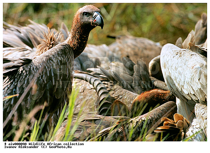 ������, ����������� ��������, �����������, ����������� ������, �������� � �������, ������ � ��������, �����, ������, ������, ����, �������, �������, ��������������, �����