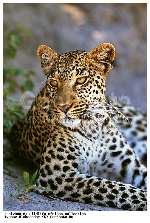 ������, ����������� ��������, �����������, ����������� ������, �������� � �������, ������ � ��������, �����, ����, �������, �������, ��������������, �����, �����, ��������, ��������, ��������, �������������, �������������, �����, �����, �������, XYZ, �������, Felidae, �������, ����, �������, Panthera pardus