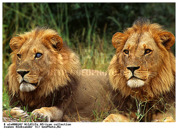 ������, ����������� ��������, �����������, ����������� ������, �������� � �������, ������ � ��������, �����, ������, ������, ����, �������, �������, ��������������, �����, ������ ������, ������������ ���� ����, ��������, ��������, ��������, �������������, �������������, �����, �����, �������, ������, XYZ, �������, Felidae, ���, Panthera leo, ������ ������, ������������ ���� ����, ��������, ��������, ��������, �������������, �������������, �����, �����, �������, ������, XYZ, �������, Felidae, ���, Panthera leo