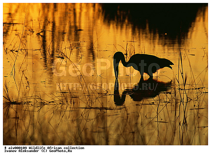 ������, ����������� ��������, �����������, ����������� ������, �������� � �������, ������ � ��������, �����, ����, �������, �������, ��������������, �����, ���������� ��������, ��������, ��������, ��������, �����, �����, ��������, �����������, XYZ, ��������, Ciconiidae, ����������� ����-������, Anastomus lamelligerus