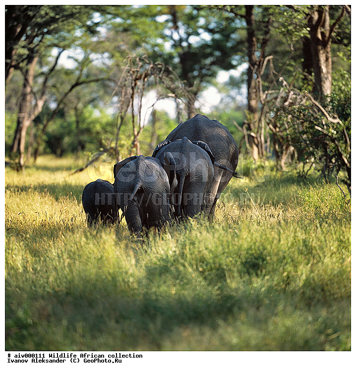 ������, ����������� ��������, �����������, ����������� ������, �������� � �������, ������ � ��������, �����, ����, �������, �������, ��������������, �����, ������ ������, ������������ ���� ����, ��������, ��������, ��������, �������������, �������������, �����, �����, XYZ, ��������, Proboscidea, �������� ����, Loxodonta africana, Elephas africanus, ��������, Elephantidae