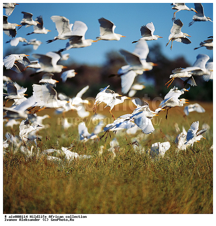 ������, ����������� ��������, �����������, ����������� ������, �������� � �������, ������ � ��������, �����, ����, �������, �������, ��������������, �����, ������ ������, ������������ ���� ����, ��������, ��������, ��������, �����, �����, ��������, �����������, XYZ, ��������, Ardeidae, ���������� �����, Bubulcus ibis