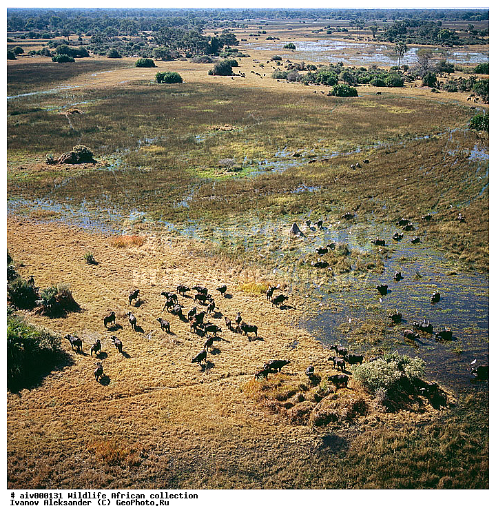 ������, ����������� ��������, �����������, ����������� ������, �������� � �������, ������ � ��������, ������� ������, �������, �����, ����, �������, �������, ��������������, �����, ������ ��������, ��������, ��������, ��������, �������������, �������������, �����, �����, XYZ, ���������, Bovidae, ����������� ������, ׸���� ������, Syncerus caffer