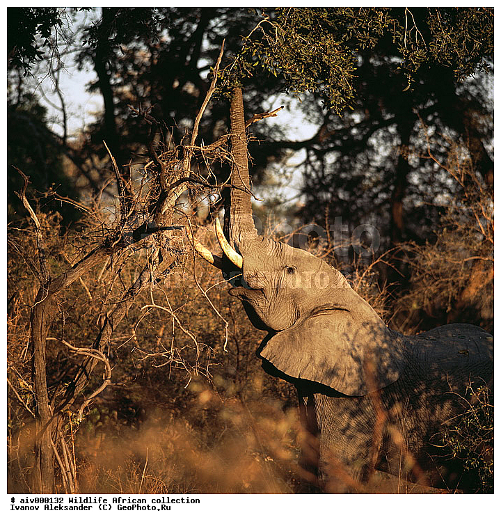 ������, ����������� ��������, �����������, ����������� ������, �������� � �������, ������ � ��������, �����, ����, �������, �������, ��������������, �����, �������, ��������, ��������, ��������, �������������, �������������, �����, �����, XYZ, ��������, Proboscidea, �������� ����, Loxodonta africana, Elephas africanus, ��������, Elephantidae