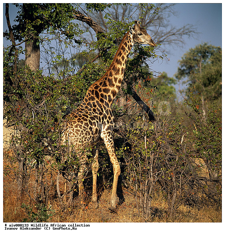 ������, ����������� ��������, �����������, ����������� ������, �������� � �������, ������ � ��������, ������� ������, �������, �����, ����, �������, �������, ��������������, �����, �������������, �����, �����, XYZ, ���������, Giraffidae, Giraffa camelopardalis, �����