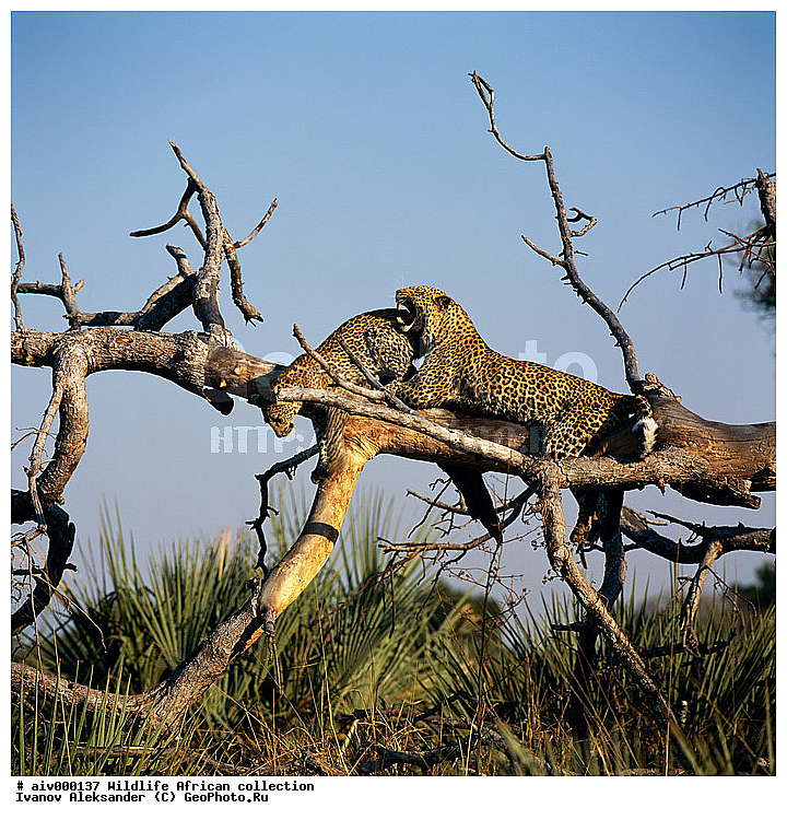 ������, ����������� ��������, �����������, ����������� ������, �������� � �������, ������ � ��������, ������� ������, �������, �����, ������, ������, ����, �������, �������, ��������������, �����, ����, ��������, ��������, ��������, �������������, �������������, �����, �����, �������, XYZ, �������, Felidae, �������, ����, �������, Panthera pardus, ����, ��������, ��������, ��������, �������������, �������������, �����, �����, �������, XYZ, �������, Felidae, �������, ����, �������, Panthera pardus