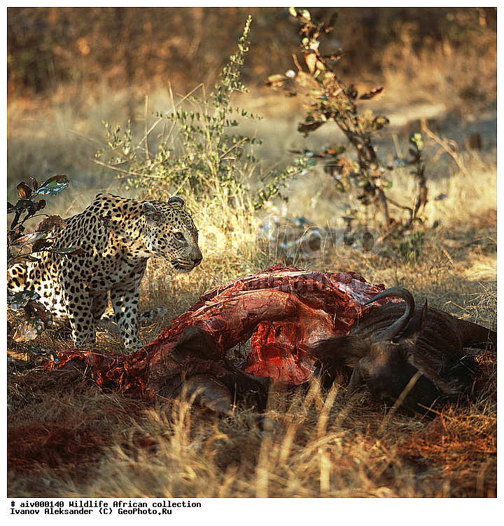 ������, ����������� ��������, �����������, ����������� ������, �������� � �������, ������ � ��������, �����, ������, ������, ����, �������, �������, ��������������, �����, �������, ��������, ��������, ��������, �������������, �������������, �����, �����, �������, XYZ, �������, Felidae, �������, ����, �������, Panthera pardus, �������, ��������, ��������, ��������, �������������, �������������, �����, �����, �������, XYZ, �������, Felidae, �������, ����, �������, Panthera pardus