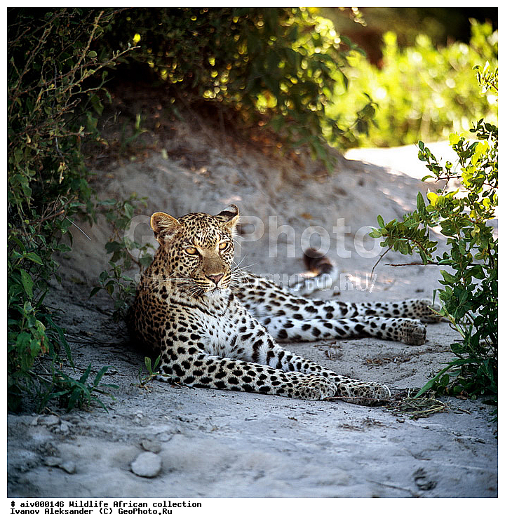 ������, ����������� ��������, �����������, ����������� ������, �������� � �������, ������ � ��������, �����, ������, ������, ����, �������, �������, ��������������, �����, �����, ��������, ��������, ��������, �������������, �������������, �����, �����, �������, XYZ, �������, Felidae, �������, ����, �������, Panthera pardus