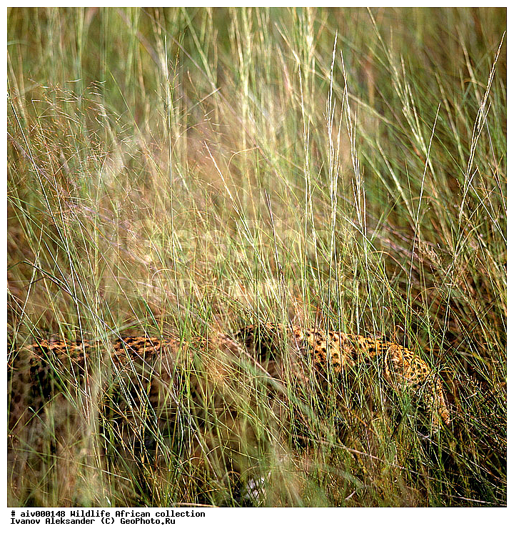 ������, ����������� ��������, �����������, ����������� ������, �������� � �������, ������ � ��������, �����, ������, ������, ����, �������, �������, ��������������, �����, �������, ��������, ��������, ��������, �������������, �������������, �����, �����, �������, XYZ, �������, Felidae, �������, ����, �������, Panthera pardus, �������, ��������, ��������, ��������, �������������, �������������, �����, �����, �������, XYZ, �������, Felidae, �������, ����, �������, Panthera pardus