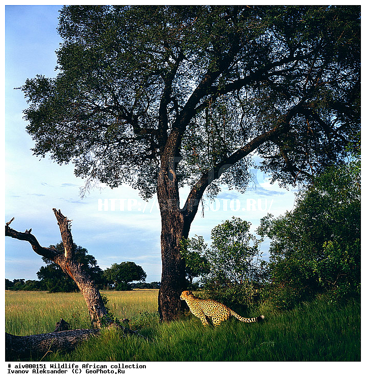 ������, ����������� ��������, �����������, ����������� ������, �������� � �������, ������ � ��������, ������� ������, �������, �����, ������, ������, ����, �������, �������, ��������������, �����, �������, ��������, ��������, ��������, �������������, �������������, �����, �����, �������, ������, XYZ, �������, Felidae, ������, Acinonyx jubatus, �������, ��������, ��������, ��������, �������������, �������������, �����, �����, �������, ������, XYZ, �������, Felidae, ������, Acinonyx jubatus