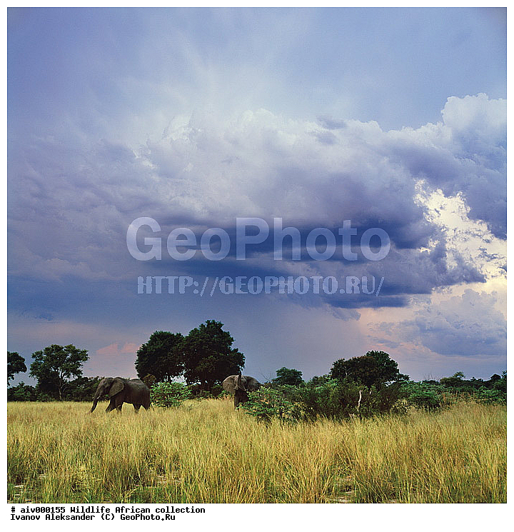 ������, ����������� ��������, �����������, ����������� ������, �������� � �������, ������ � ��������, ������� ������, �������, �����, ����, �������, �������, ��������������, �����, �������, ��������, ��������, ��������, �������������, �������������, �����, �����, XYZ, ��������, Proboscidea, �������� ����, Loxodonta africana, Elephas africanus, ��������, Elephantidae