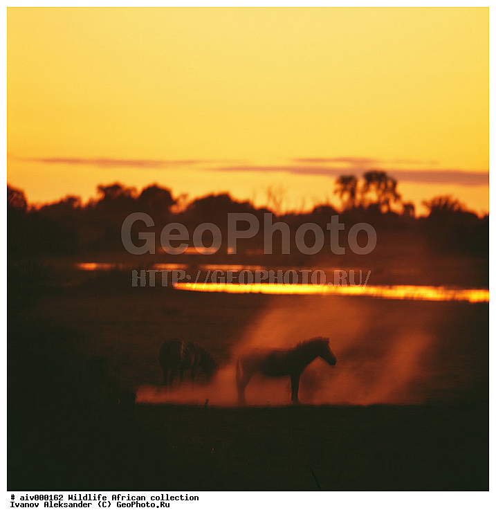 ������, ����������� ��������, �����������, ����������� ������, �������� � �������, ������ � ��������, ������� ������, �������, �����, ����, �������, �������, ��������������, �����, �����, ��������, ��������, ��������, �������������, �������������, �����, �����, XYZ, ���������, Equidae, ���������� �����, �������� �����, Equus quagga, Equus burchelli, Equus quagga burchellii, Asinus burchellii