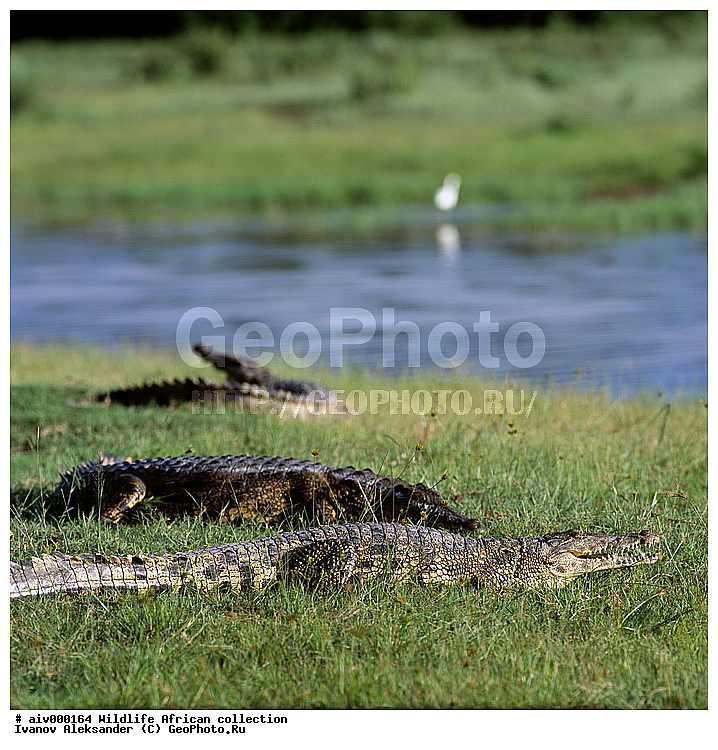 ������, ����������� ��������, �����������, ����������� ������, �������� � �������, ������ � ��������, �����, ������, ������, ����, �������, �������, ��������������, �����, �����, ��������, ��������, ��������, ��������������, ��������������, ��������, ��������, XYZ, ��������� ���������, Crocodylidae, �������� ��������, Crocodylus niloticus
