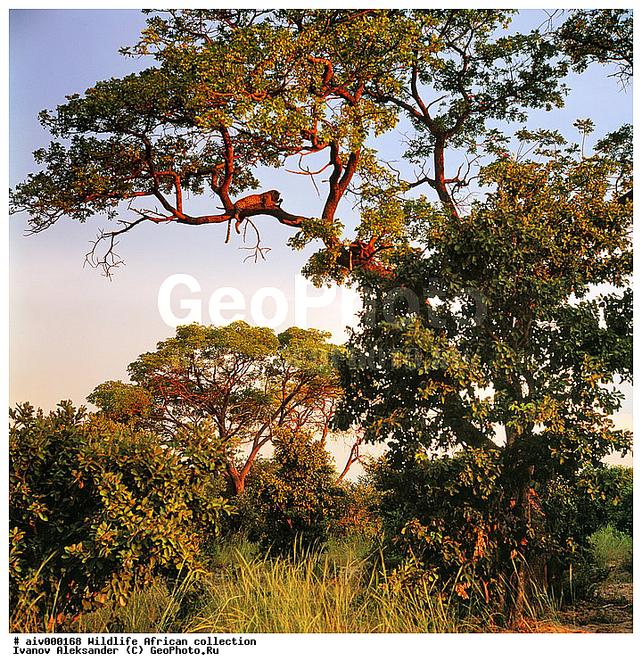 ������, ����������� ��������, �����������, ����������� ������, �������� � �������, ������ � ��������, ������� ������, �������, �����, ����, �������, �������, ��������������, �����, �������, ��������, ��������, ��������, �������������, �������������, �����, �����, �������, XYZ, �������, Felidae, �������, ����, �������, Panthera pardus, �������, ��������, ��������, ��������, �������������, �������������, �����, �����, �������, XYZ, �������, Felidae, �������, ����, �������, Panthera pardus