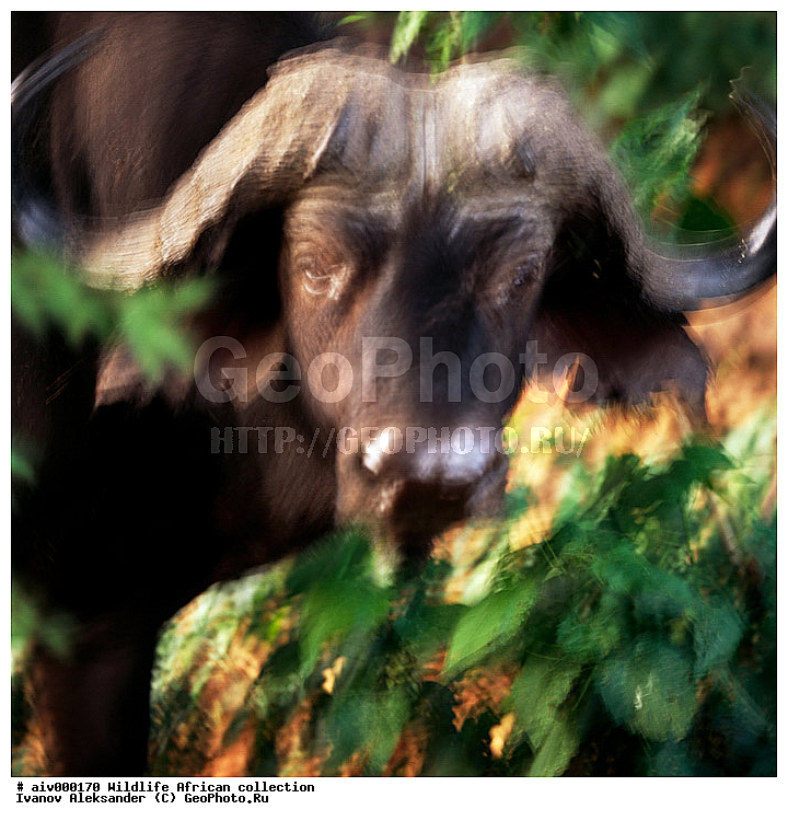 ������, ����������� ��������, �����������, ����������� ������, �������� � �������, ������ � ��������, �����, ����, �������, �������, ��������������, �����, �����, ��������, ��������, ��������, �������������, �������������, �����, �����, XYZ, ���������, Bovidae, ����������� ������, ׸���� ������, Syncerus caffer