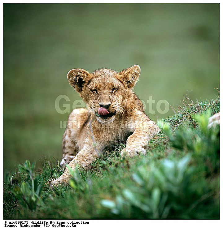 ������, ����������� ��������, �����������, ����������� ������, �������� � �������, ������ � ��������, �����, ������, ������, ����, �������, �������, ��������������, �����, �������, �����, ��������, ��������, ��������, �������������, �������������, �����, �����, �������, ������, XYZ, �������, Felidae, ���, Panthera leo