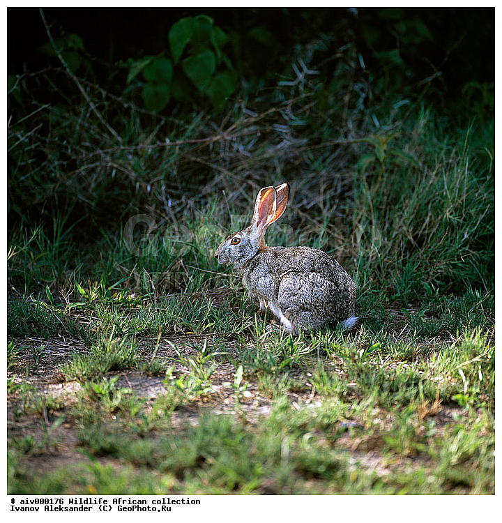 ������, ����������� ��������, �����������, ����������� ������, �������� � �������, ������ � ��������, �����, ����, �������, �������, ��������������, �����, �����, ��������, ��������, ��������, �������������, �������������, �����, �����, XYZ, ��������, Leporidae, �������� ����, Lepus microtis, Lepus victoriae