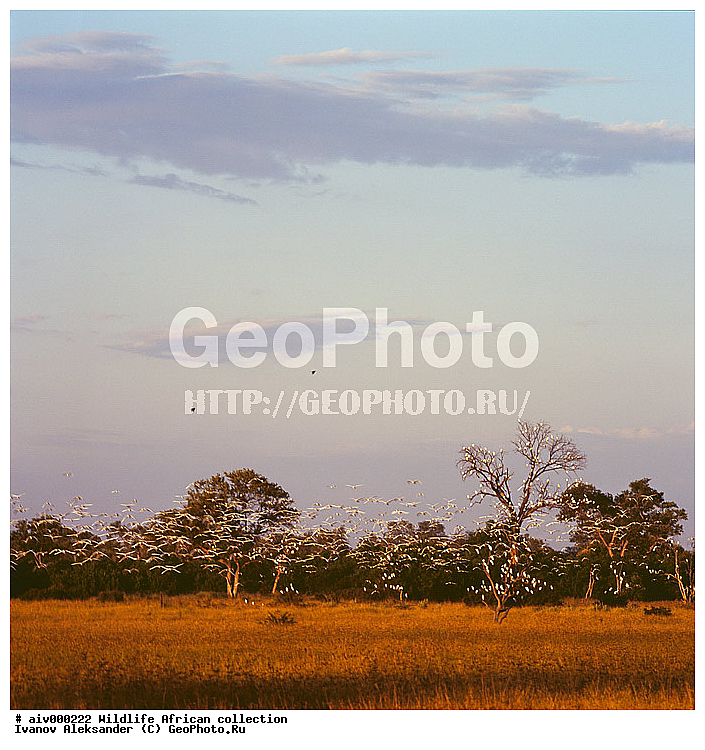 ������, ����������� ��������, �����������, ����������� ������, �������� � �������, ������ � ��������, ������� ������, �������, �����, ����, �������, �������, ��������������, �����