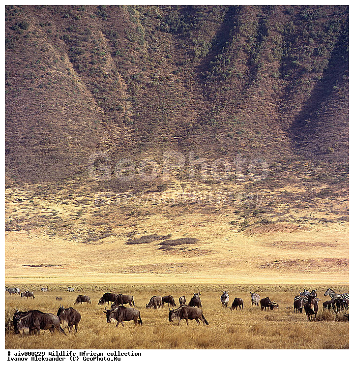 ������, ����������� ��������, �����������, ����������� ������, �������� � �������, ������ � ��������, ������� ������, �������, �����, ����, �������, �������, ��������������, �����, ����������, ��������, ��������, ��������, �������������, �������������, �����, �����, XYZ, ���������, Bovidae, ������� ���, ��������� ���, Connochaetes taurinus