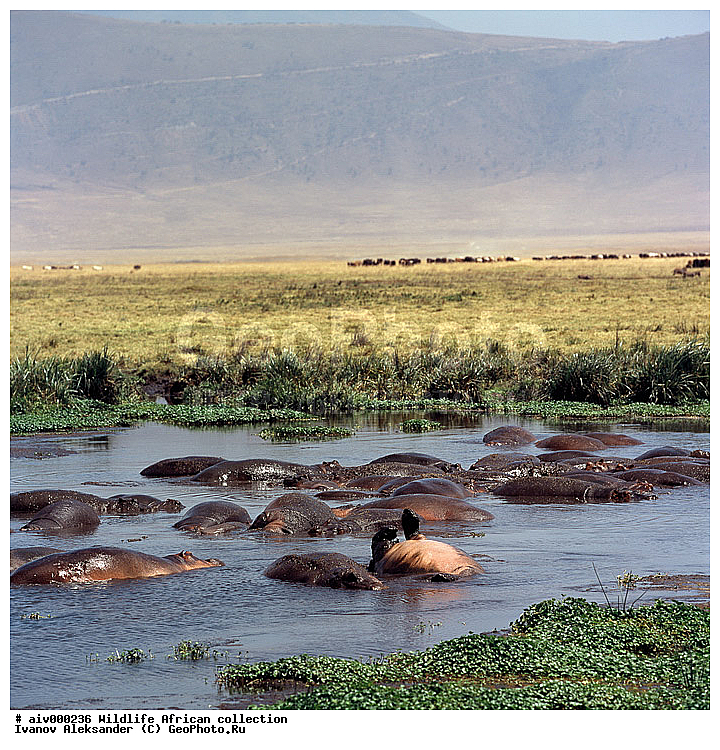 ������, ����������� ��������, �����������, ����������� ������, �������� � �������, ������ � ��������, �����, ����, �������, �������, ��������������, �����, ����������, ��������, ��������, ��������, �������������, �������������, �����, �����, XYZ, �����������, Hippopotamidae, ������������ �������, ����������, Hippopotamus amphibius