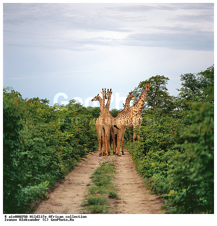 ������, ����������� ��������, �����������, ����������� ������, �������� � �������, ������ � ��������, �����, ����, �������, �������, ��������������, �����, ���������� ��������, ��������, ��������, �������������, �������������, �����, �����, XYZ, ���������, Giraffidae, �����, Giraffa camelopardalis