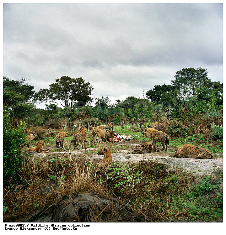 ������, ����������� ��������, �����������, ����������� ������, �������� � �������, ������ � ��������, ������� ������, �������, �����, ����, �������, �������, ��������������, �����, Hyaena crocuta, Canis crocuta, Hyaena crocuta, Canis crocuta, �����, ��������, ��������, ��������, �������������, �������������, �����, �����, �������, ������, XYZ, �����, ��������, Hyaenidae, ��������� �����, Crocuta crocuta, Hyaena crocuta, Canis crocuta, �����, ��������, ��������, ��������, �������������, �������������, �����, �����, �������, ������, XYZ, �����, ��������, Hyaenidae, ��������� �����, Crocuta crocuta, Hyaena crocuta, Canis crocuta, ��������, ��������