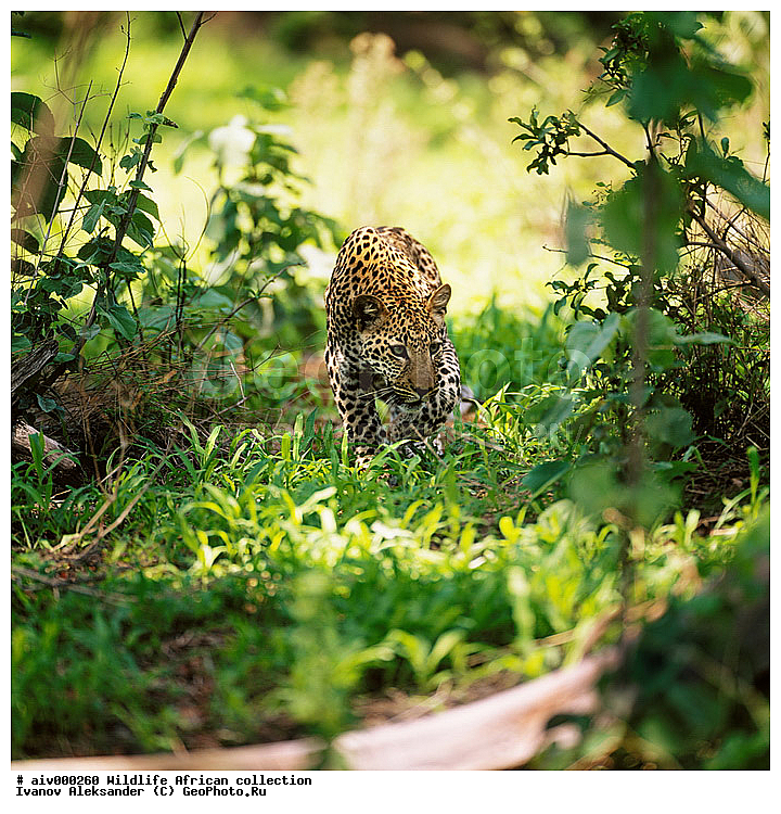 ������, ����������� ��������, �����������, ����������� ������, �������� � �������, ������ � ��������, �����, ������, ������, ����, �������, �������, ��������������, �����, �����, ��������, ��������, ��������, �������������, �������������, �����, �����, �������, XYZ, �������, Felidae, �������, ����, �������, Panthera pardus