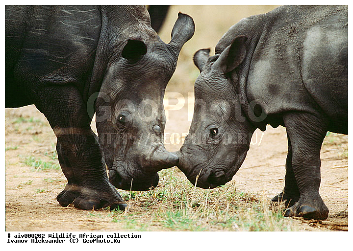 ������, ����������� ��������, �����������, ����������� ������, �������� � �������, ������ � ��������, �����, ����, �������, �������, ��������������, �����, ���������� ����-����, ���� ����, ���,  ��������, ��������, �������������, �������������, �����, �����, XYZ, �����������, Rhinocerotidae, ����� �������, Ceratotherium simum