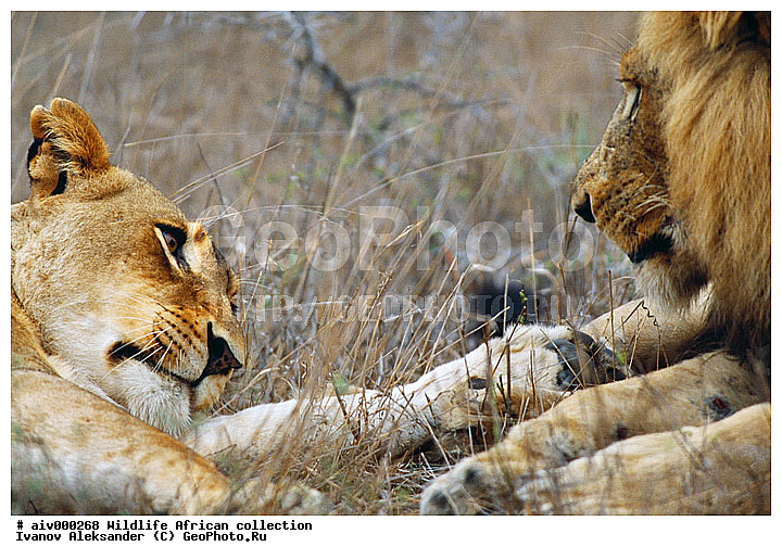 ������, ����������� ��������, �����������, ����������� ������, �������� � �������, ������ � ��������, �����, ������, ������, ����, �������, �������, ��������������, �����, ��������, ��������, �������������, �������������, �����, �����, �������, ������, XYZ, �������, Felidae, ���, Panthera leo, ��������, ��������, �������������, �������������, �����, �����, �������, ������, XYZ, �������, Felidae, ���, Panthera leo