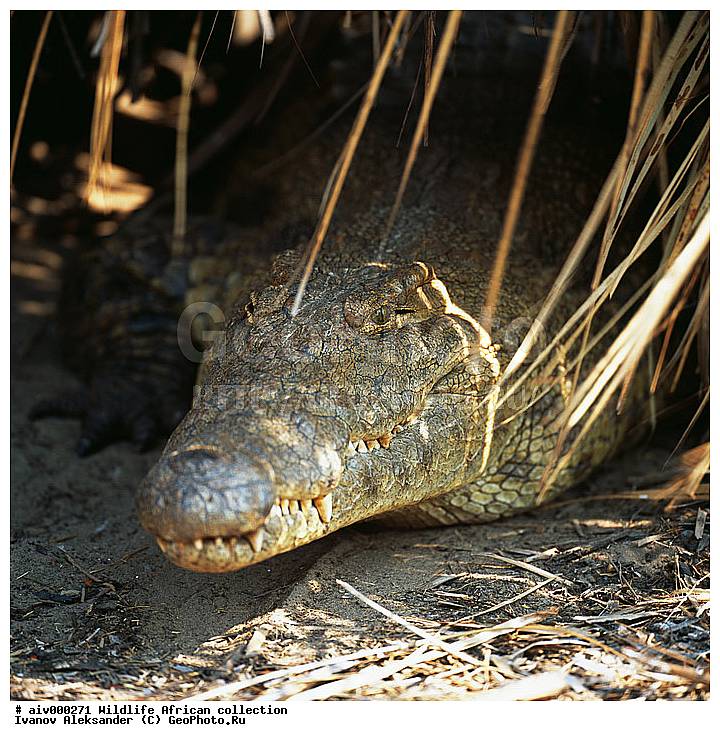 ������, ����������� ��������, �����������, ����������� ������, �������� � �������, ������ � ��������, �����, ������, ������, ����, �������, �������, ��������������, �����, ������������ ���� ������, ��������, ��������, ��������, ��������������, ��������������, ��������, ��������, XYZ, ��������� ���������, Crocodylidae, �������� ��������, Crocodylus niloticus
