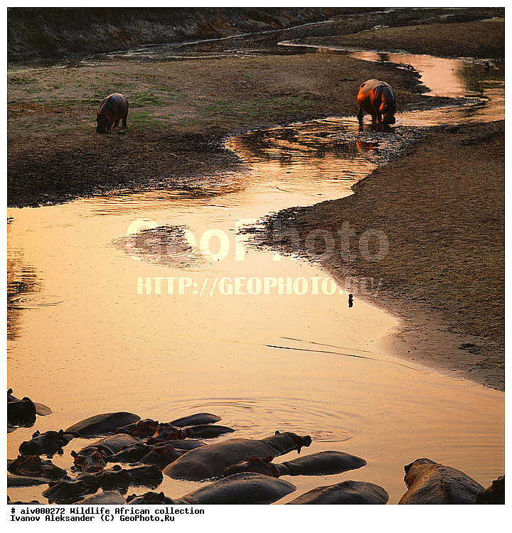 ������, ����������� ��������, �����������, ����������� ������, �������� � �������, ������ � ��������, �����, ����, �������, �������, ��������������, �����, ������������ ���� ������, ��������, ��������, ��������, �������������, �������������, �����, �����, XYZ, �����������, Hippopotamidae, ������������ �������, ����������, Hippopotamus amphibius