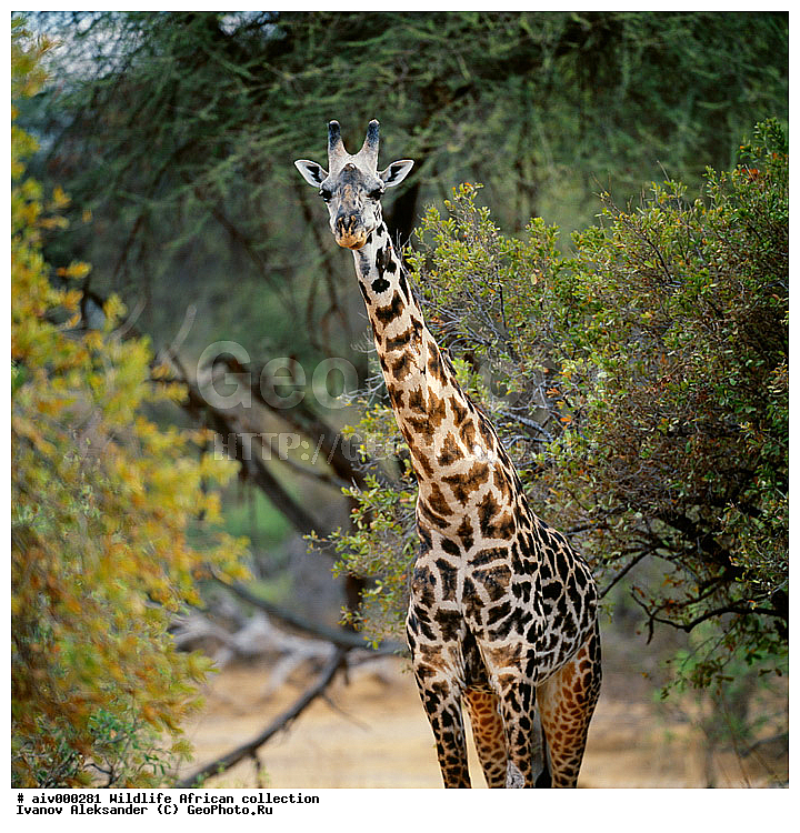 ������, ����������� ��������, �����������, ����������� ������, �������� � �������, ������ � ��������, �����, ����, �������, �������, ��������������, �����, ������������ ���� ������, ��������, ��������, ��������, �������������, �������������, �����, �����, XYZ, ���������, Giraffidae, �����, Giraffa camelopardalis, ������������ ���� ������, ��������, ��������, ��������, �������������, �������������, �����, �����, XYZ, ���������, Giraffidae, �����, Giraffa camelopardalis