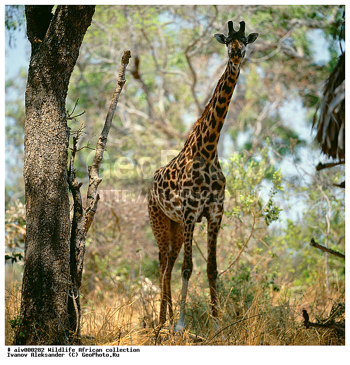 ������, ����������� ��������, �����������, ����������� ������, �������� � �������, ������ � ��������, ������� ������, �������, �����, ����, �������, �������, ��������������, �����, ������������ ���� ������, ��������, ��������, ��������, �������������, �������������, �����, �����, XYZ, ���������, Giraffidae, �����, Giraffa camelopardalis, ������������ ���� ������, ��������, ��������, ��������, �������������, �������������, �����, �����, XYZ, ���������, Giraffidae, �����, Giraffa camelopardalis